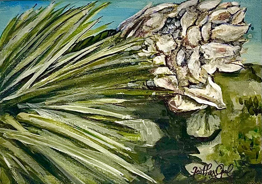 Yucca